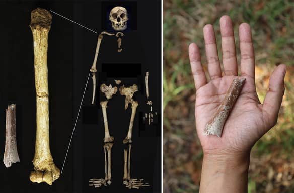 This image provided by Yousuke Kaifu shows an excavated arm bone fragment, left, next to the upper arm bone of an original “hobbit” that lived on the Indonesia island of Flores. 