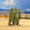 A group of large cacti in the desert