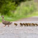 Close-up of a mother duck and her ducklings crossing the street.