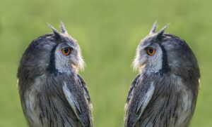 10 Commonly Confused English Word Pairs