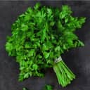 A bunch of fresh cilantro tied together