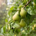 Branch of ripe organic cultivar of pears close-up in the summer garden