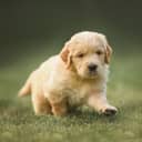 one-month-old Golden Retriever Labrador puppy walking in the grass