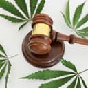Gavel next to marijuana leaves.
