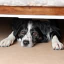 A dog hiding under a bed