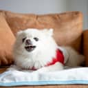 An angry Pomeranian dog sitting on a sofa