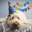 Dog wearing a happy birthday cap