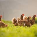 Close-up scene of free-range chickens peacefully walking in a field.