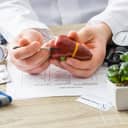 Doctor holding a miniature model of the human liver