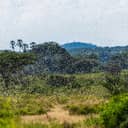 The Samburu landscape overshadowed by a swarm of the invasive Desert Locust.