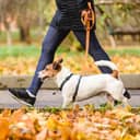 Well trained dog walking on loose leash next to owner in autumn park on warm sunny day