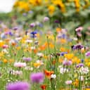 Wildflowers blooming in the field
