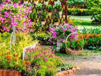 Small garden with colorful herbs and flowers.