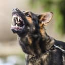 An aggressive dog shows teeth