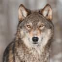 Grey Wolf (Canis lupus) Portrait
