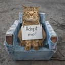 a homeless beige cat with an 'Adopt me' sign around its neck sitting in an armchair