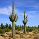 A cacti growing in a dry area