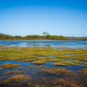 A wide-angle shot capturing the broad expanse of Australian wetlands during a sunny day.