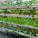 vegetables planted in a vertically stacked layers