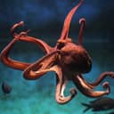An octopus