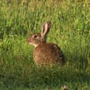 wild European rabbit in Kosciuszko National Park, NSW, Australia