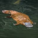 duck-billed platypus swimming in water, a unique semiaquatic egg-laying mammal native to eastern Australia