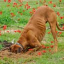a dog burying something with its head thrust into a hole in the ground