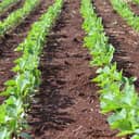 Rows of freshly planted crops