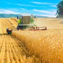A combine harvester in operation, cutting and collecting wheat on a vast field.