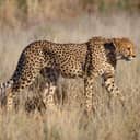 Cheetah in the wild