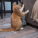 Close-up of a ginger cat scratching the sofa, using it as an alternative to a scratching tree.