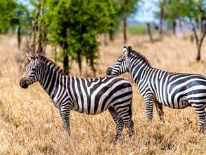 Two zebras in Serengeti National Park, Tanzania, Africa