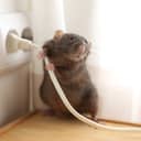 rat near an indoor power socket