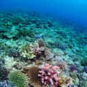 Coral on the bottom of the ocean