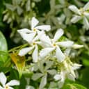 white blooms of Star Jasmine (Trachelospermum jasminoides)