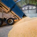 Truck unloading grain on the floor