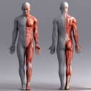 3d rendered illustration of a male muscle system