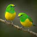 Two vibrant green and yellow birds standing on a thin branch