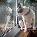 A Boston Terrier dog sitting on a windowsill, with its reflection mirrored back in the window glass.