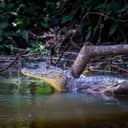 Crocodile taking sun bath in Tortuguero National Park
