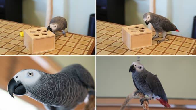 Images of the parrot, Apollo.