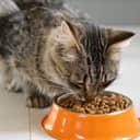 close-up of a tabby cat eating dry food from an orange bowl