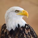 A closeup of a bald eagle