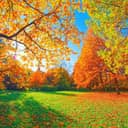 A path illuminated by the warm light of sunrise, surrounded by autumn trees and a carpet of fallen leaves.