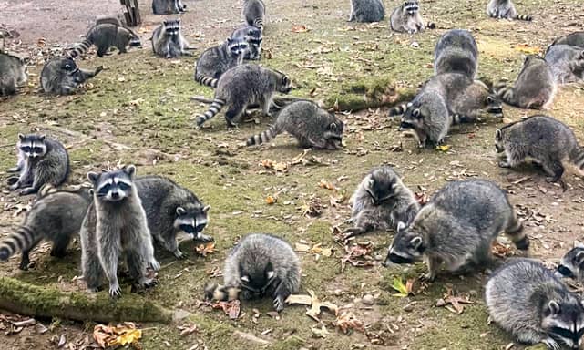 This image made from a video provided by the Kitsap County Sheriff's Office shows a large group of raccoons on a woman's property in Poulsbo, Wash. 