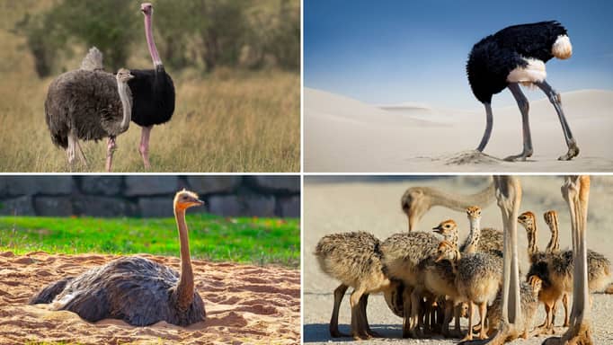 Ostrich burying its head in the sand to check on its eggs.