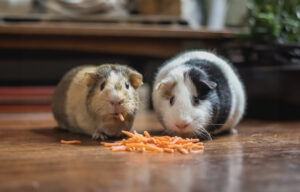 11 Animal Names You Can Use to Describe People