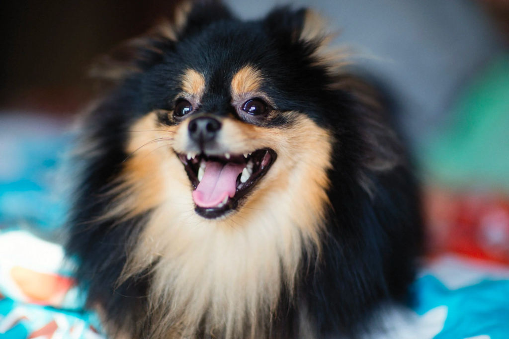 A small dog barking happily
