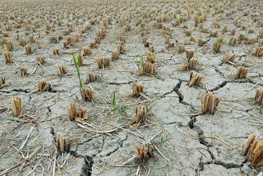 Dry land suffering through a drought