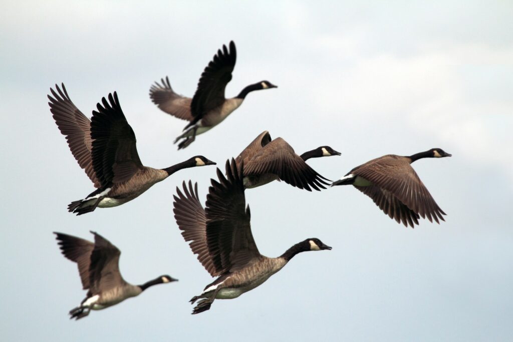 A group of birds flying during their migration